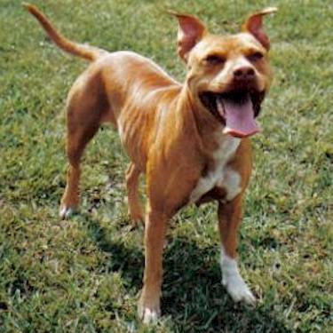 media/Camelots Ouzi White Paws Pit Bull.jpg